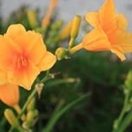 Profile Picture of Kathy Cassidy (@kcassidy908) on Instagram