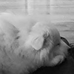 Profile Picture of Diana Helena Estañ Jacobsen (@diana_og_lady) on Instagram