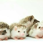 Profile Picture of Beth Tobing (@fuzzyhedgehog_22) on Instagram