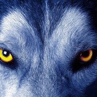 Profile Picture of Eli Knight (@eli-knight-8) on Quora