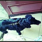 Profile Picture of Raymond Lipps (@tragsonet) on Instagram