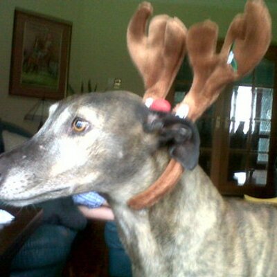 Profile Picture of Stephanie Magee (@stephgreyhound) on Twitter