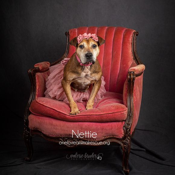 Profile Picture of Dawn Hullings (@dhullings) on Poshmark