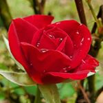 Profile Picture of Meredith W (@mc.werner1) on Instagram