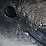 Profile Picture of Erin Pickett (@e p i c k) on Flickr