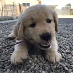 Profile Picture of Pork Chop (@porkchop_thegolden) on Instagram