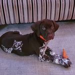 Profile Picture of Arlo Docherty (@arlodoc_gsp) on Instagram