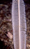 Profile Picture of Feathery sea penon Wikipedia
