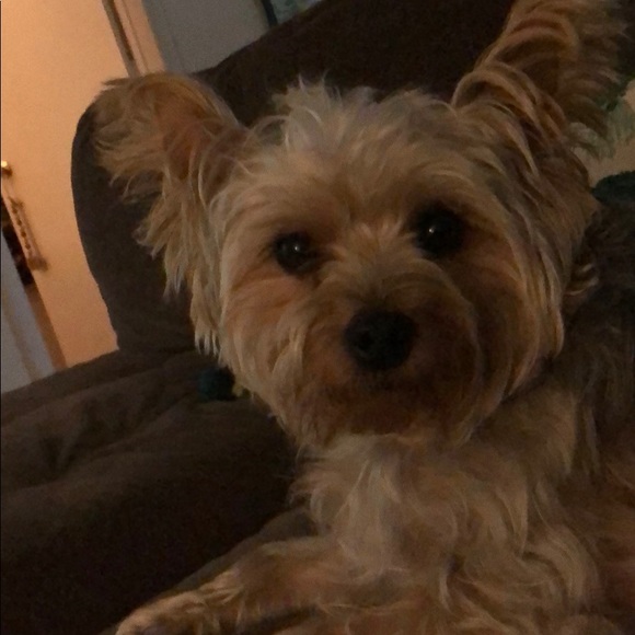 Profile Picture of Brendann Monahan (@bmonahan923) on Poshmark