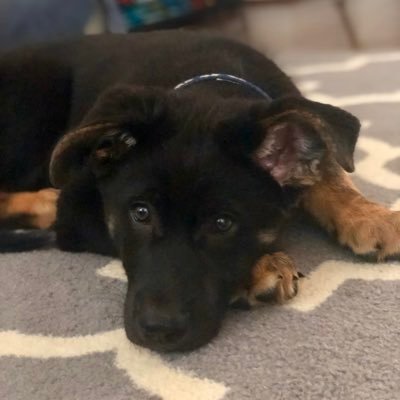 Profile Picture of Robert Bushman (@Mr_RBIII) on Twitter