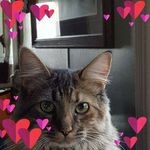 Profile Picture of Tami Jolly-colgan (@jollycolgan) on Instagram