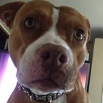 Profile Picture of Robert Pallotto (@bobbyp333) on Instagram