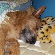 Profile Picture of Brandon Layfield (@1000Bl) on Twitter