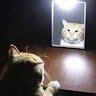 Profile Picture of Blake Fowler (@@spiced_ice) on Tiktok