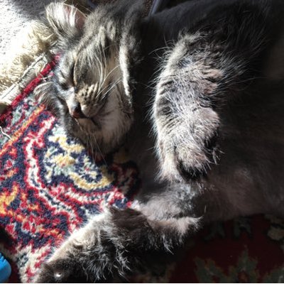 Profile Picture of Steve Blakeley (@blakes4u2) on Twitter