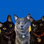 Profile Picture of Anastasya & Alexander & Tanner (@alexanderanastasya) on Instagram