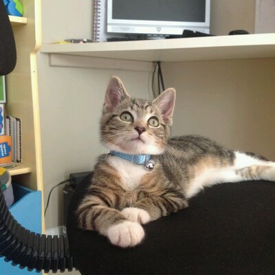 Profile Picture of Seth Parrott (@hamsterfreakjr) on Twitter