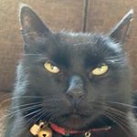 Profile Picture of Erik (@balkong) on Instagram