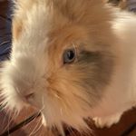 Ruru - Instagram Profile Picture of Ruru (@damien_ruben_et_requin_blanc) on Instagram