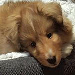 Profile Picture of Bruce Coulter (@bearslairinc) on Instagram