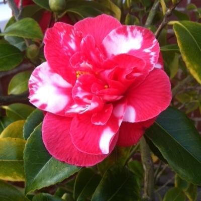 Profile Picture of Sherri Jack-Pickard (@Cherishiraz) on Twitter