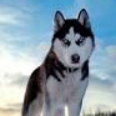 Profile Picture of Lyn Dwoskin (@holmsleylibrary) on Twitter