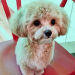Profile Picture of Bubbles 🐶 • tiny maltipoo (@bubbles_the.tiny.maltipoo) on Instagram
