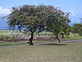 Profile Picture of Cassia (genus) - Wikipediaon Wikipedia