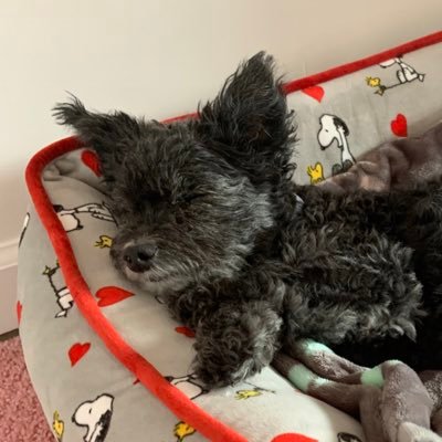 Profile Picture of Kenneth Spears (@Kcsjr65) on Twitter