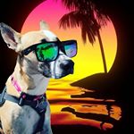 Profile Picture of Kitty Curry (@dogcalledkitty) on Instagram