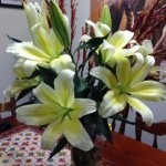 Profile Picture of emersonmarilyn (@emersonmarilyn) on Instagram