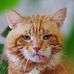 Profile Picture of Ginger Browning (@Ginger-Browning) on Facebook