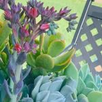 Profile Picture of Misty Vincent (@mistydawnvincent) on Instagram