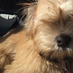Profile Picture of Mukku (@naughtymukku) on Instagram