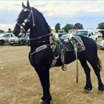 Profile Picture of pedro zamarripa garcia (@pedrozamarripagarcia) on Instagram