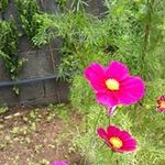 Profile Picture of Jacqueline Enault (@enaultjacqueline) on Instagram