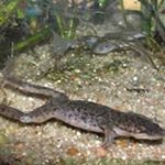 Profile Picture of Leah Swinfield (@leahswinfield) on Instagram