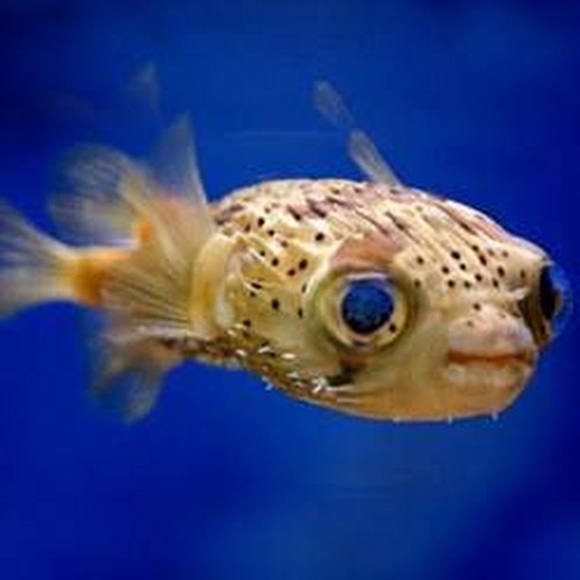 Profile Picture of Ang Puffin (@oatsalalayla76) on Poshmark