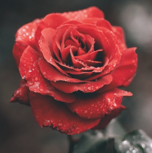 Profile Picture of Amanda Felps (@amandafelps) on Poshmark