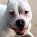 Profile Picture of Kelly Ream (@conestogatwp) on Pinterest