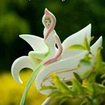 Profile Picture of srimathi_elumalai (@srimathi_elumalai) on Instagram