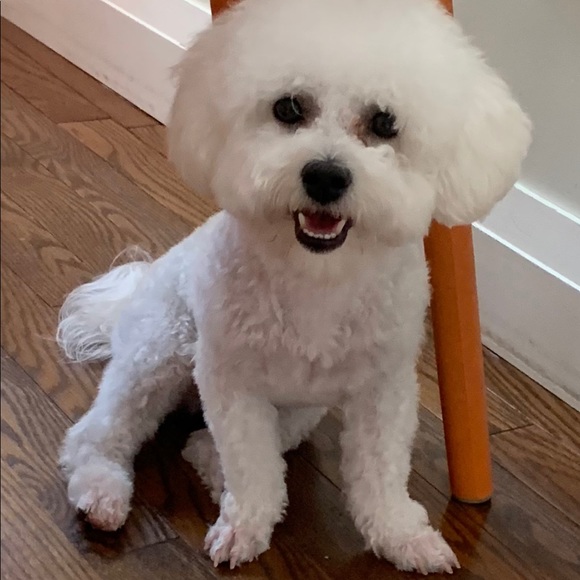 Profile Picture of Bo Pang (@brianna218p) on Poshmark