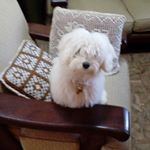 Profile Picture of isabella (@davidciuffoni) on Instagram