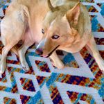 Profile Picture of Robert Miles (@robomiles) on Instagram