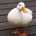 Profile Picture of Nicholas Ferrari (@nicholas.ferrari.5621) on Facebook