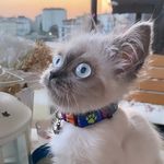 Profile Picture of Gremlin Maviş (@gremlinkedimavis) on Instagram