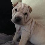 Profile Picture of Jack (@jack_sharpei_11) on Instagram