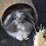 Profile Picture of Lisa Irving (@toby_n_cookiebunnies) on Instagram