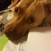 Profile Picture of Ariel Harrell (@arielm16) on Pinterest