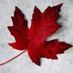 Profile Picture of Fred Haggerty (@fredhaggerty) on Instagram